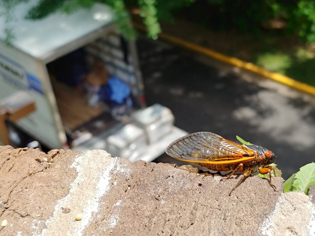 cicada brood x